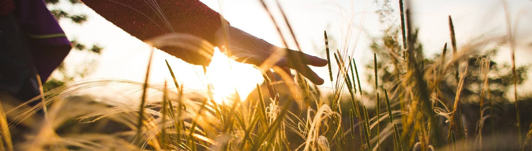 En hand som sveper över gräs och vass