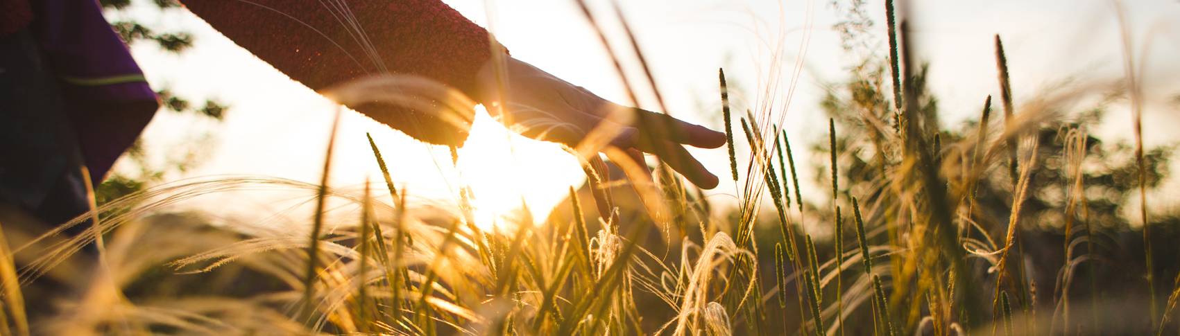 En hand som r&ouml;r gr&auml;s och vass