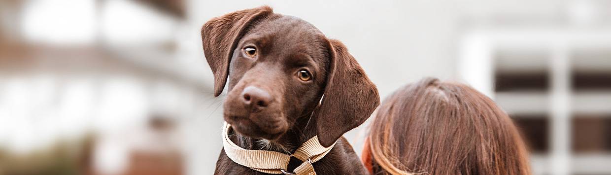 brun ung hund kollar rakt fram